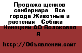 Продажа щенков сенбернара - Все города Животные и растения » Собаки   . Ненецкий АО,Волоковая д.